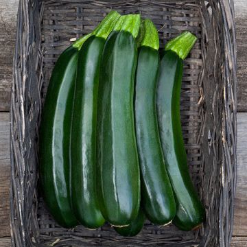 SQUASH 'Stardust Zucchini'