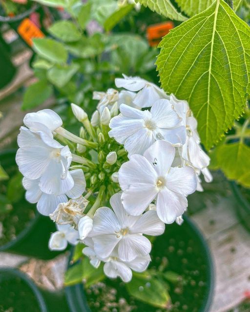 Phlox paniculata --David Phlox--