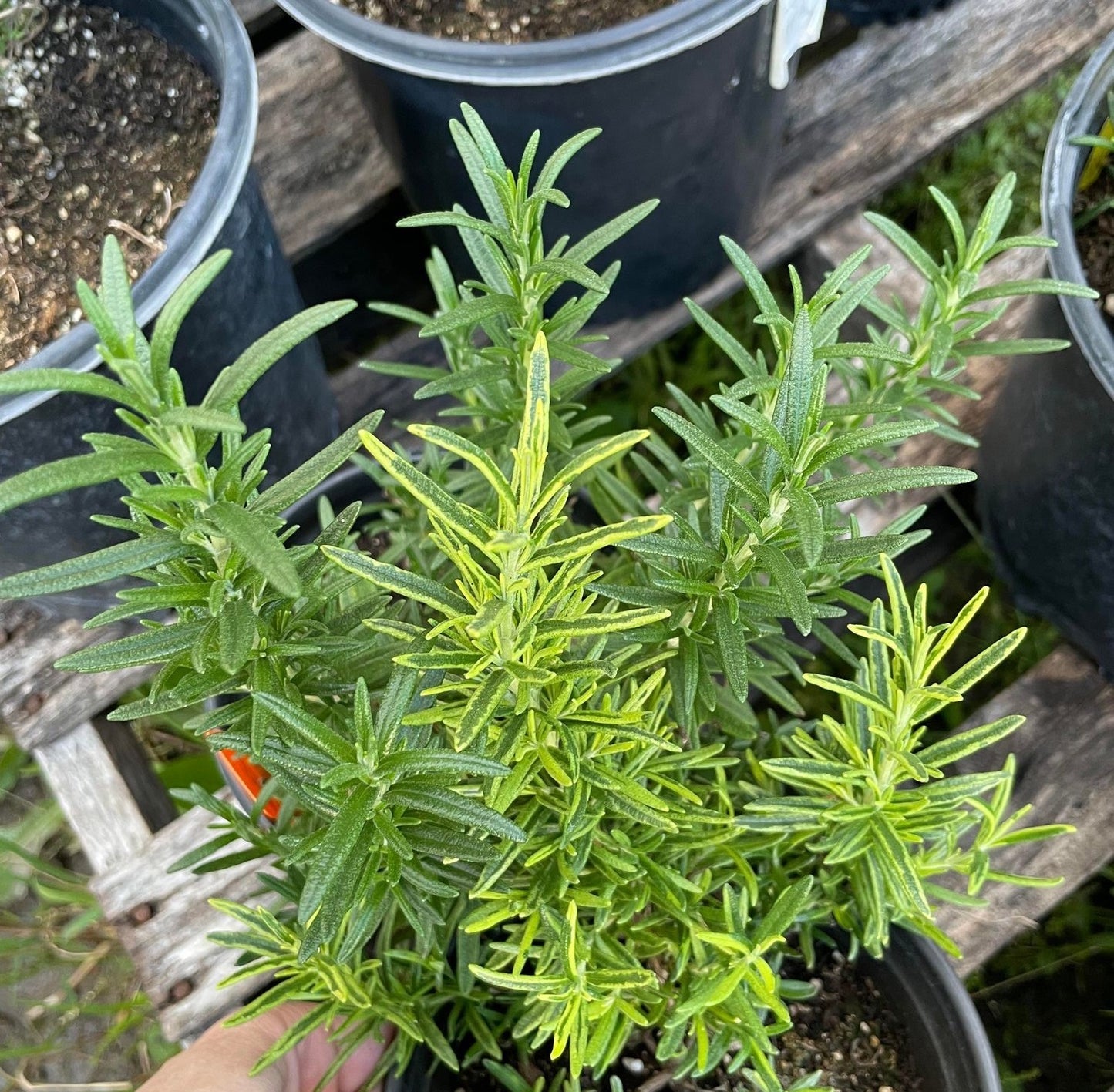 ROSEMARY 'Variegated Rex' --Rosmarinus officinalis--