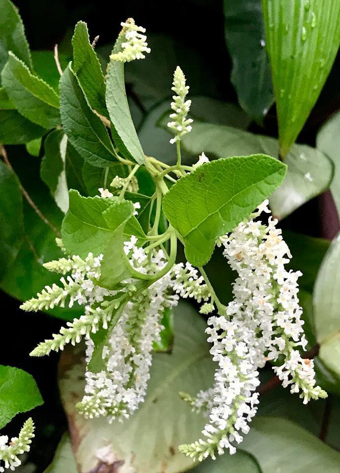 VERBENA 'Sweet Almond' --Aloysia virgata--