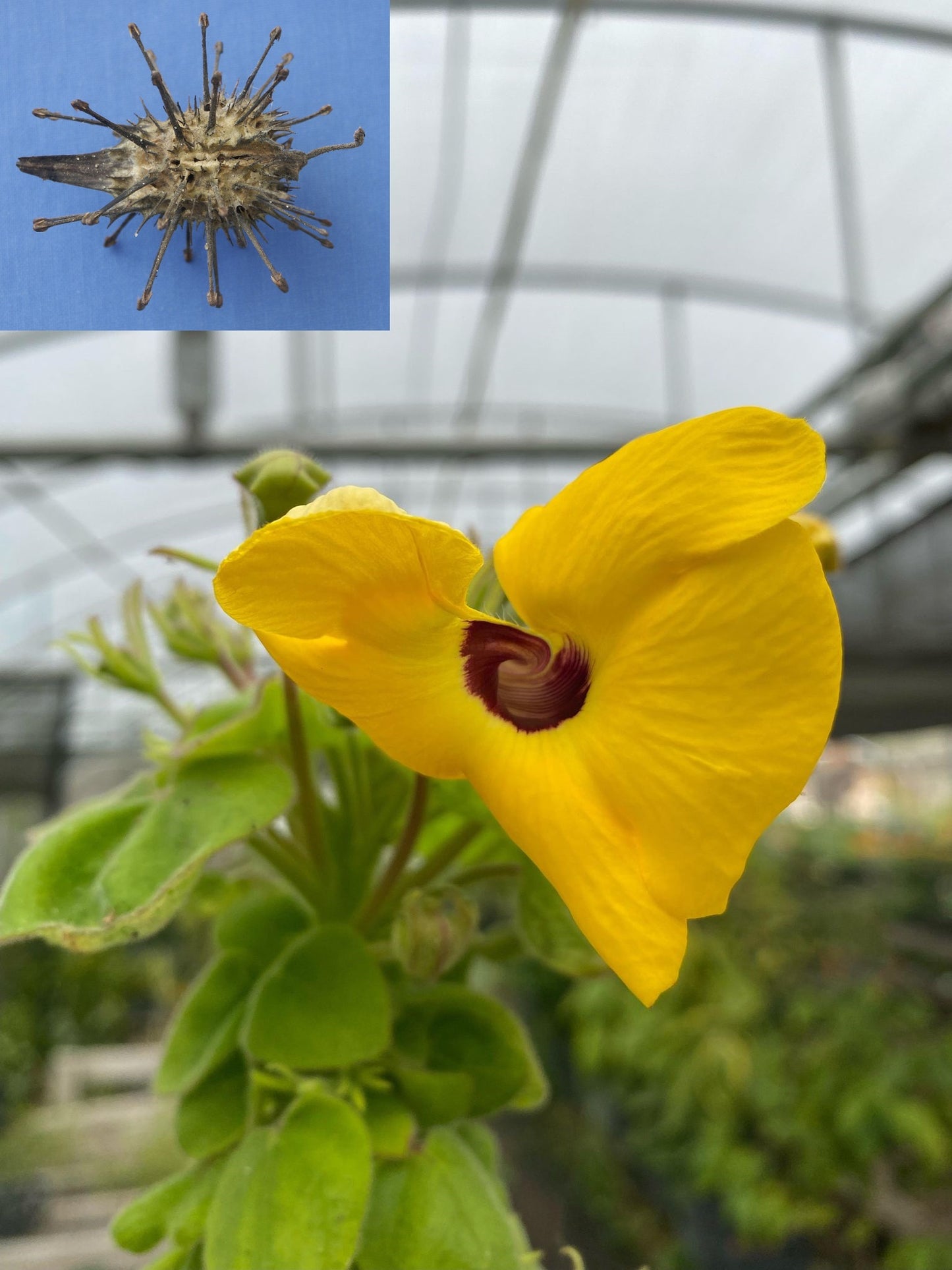 Uncarina grandieri --Mousetrap Tree--