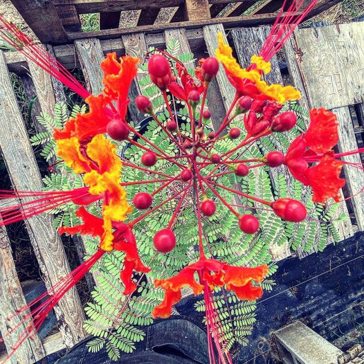 Caesalpinia pulcherrima --Pride of Barbados--