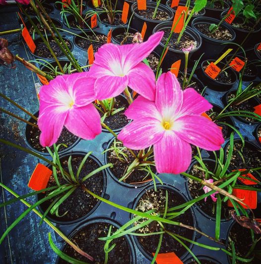 Zephyranthes labufarosea --Heart Throb Rain Lily--