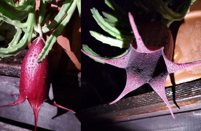 black bells succulent Stapelia leendertziae --Black Bells--