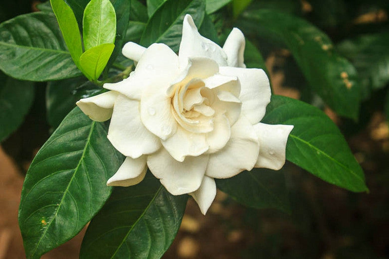 Gardenia jasminoides --Cape Jasmine--