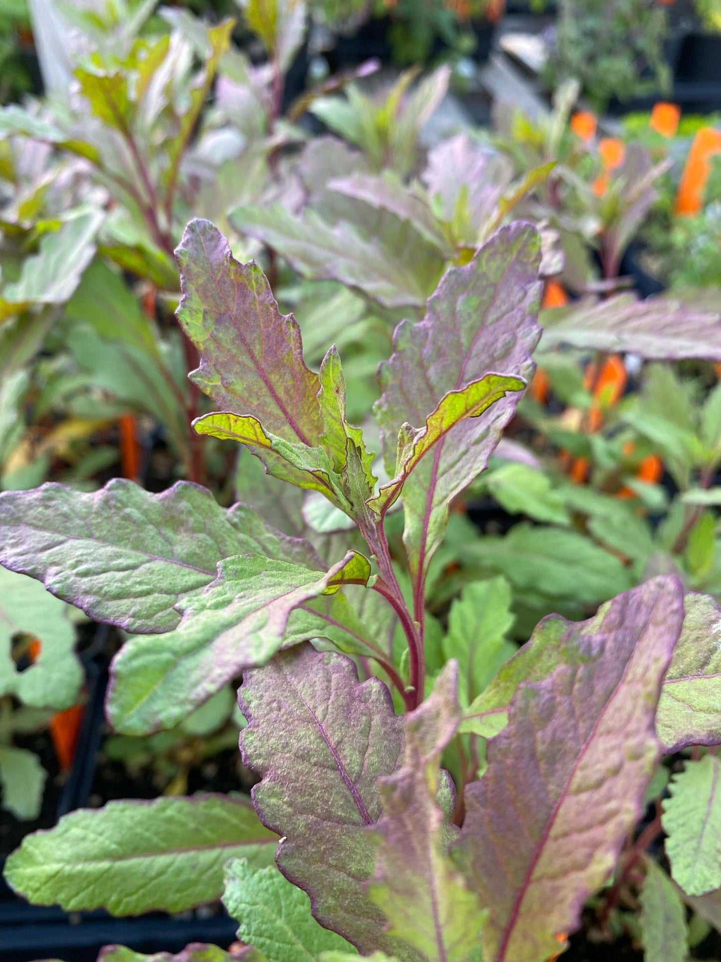 EPAZOTE 'Oaxacan Red' --Chenopodium ambrosioides--