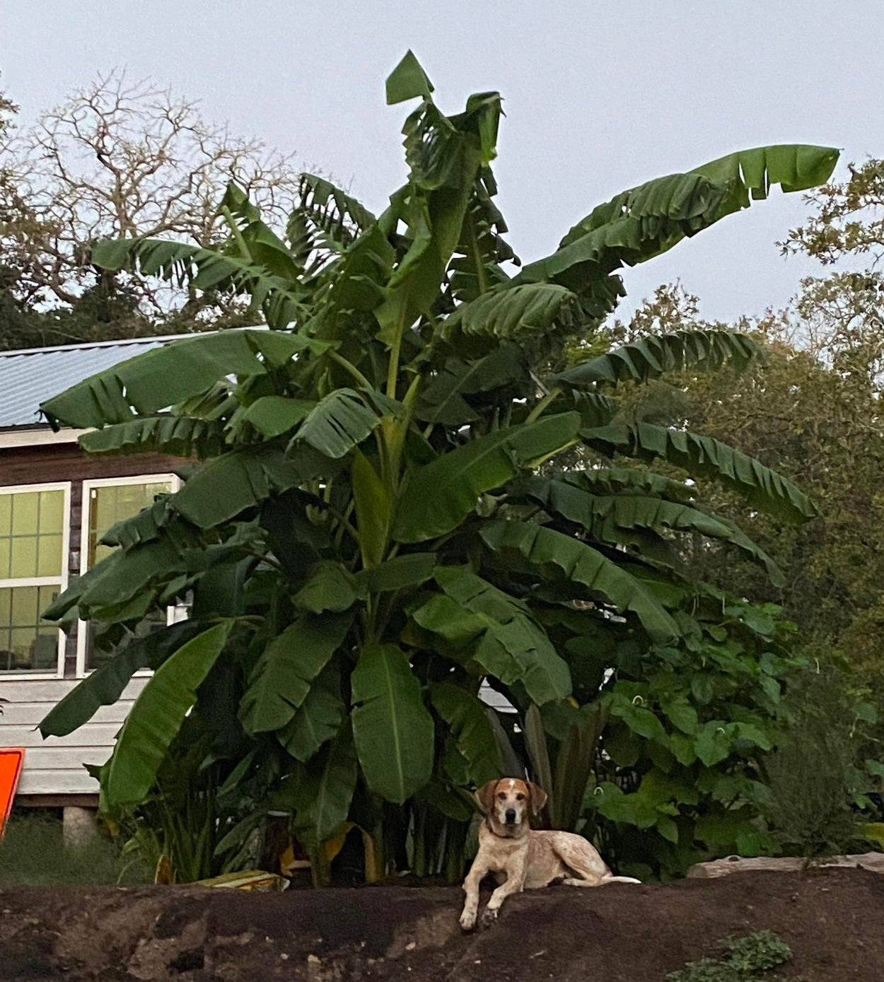 BANANA 'Known Source' --Musa x.--