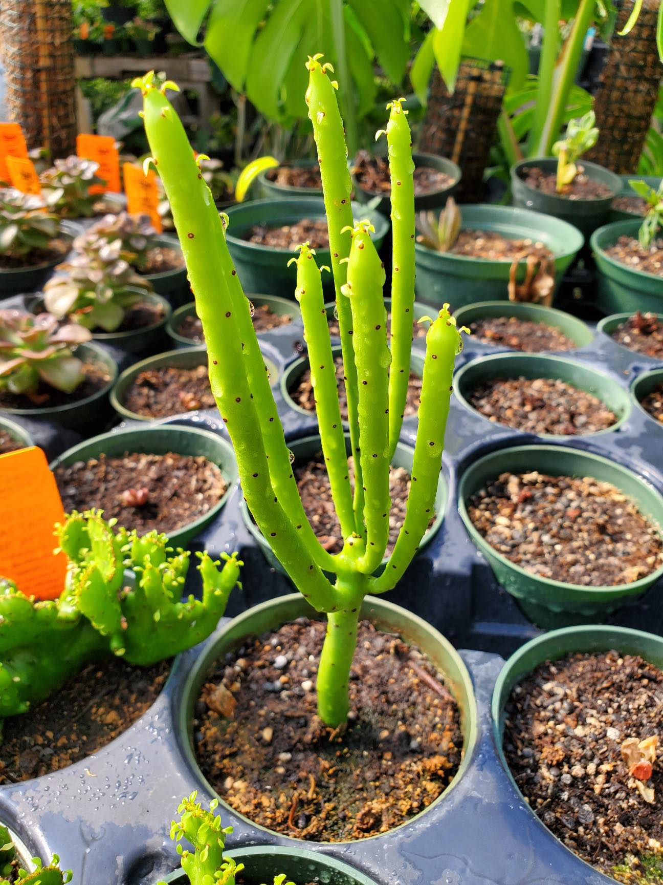 cat tail succulent Euphorbia leucodendron --Cat Tail Euphorbia--