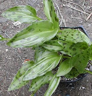 Drimiopsis maculata --Slow Fade Squill--