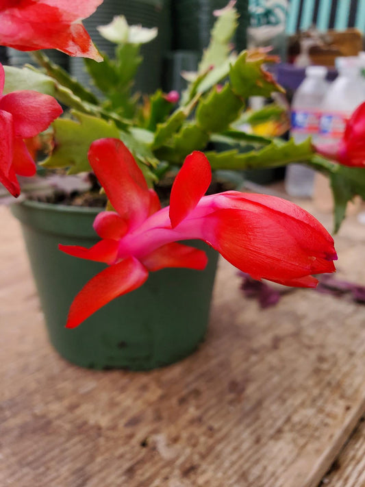 Schlumbergera x --Caribbean Dancer Christmas Cactus--