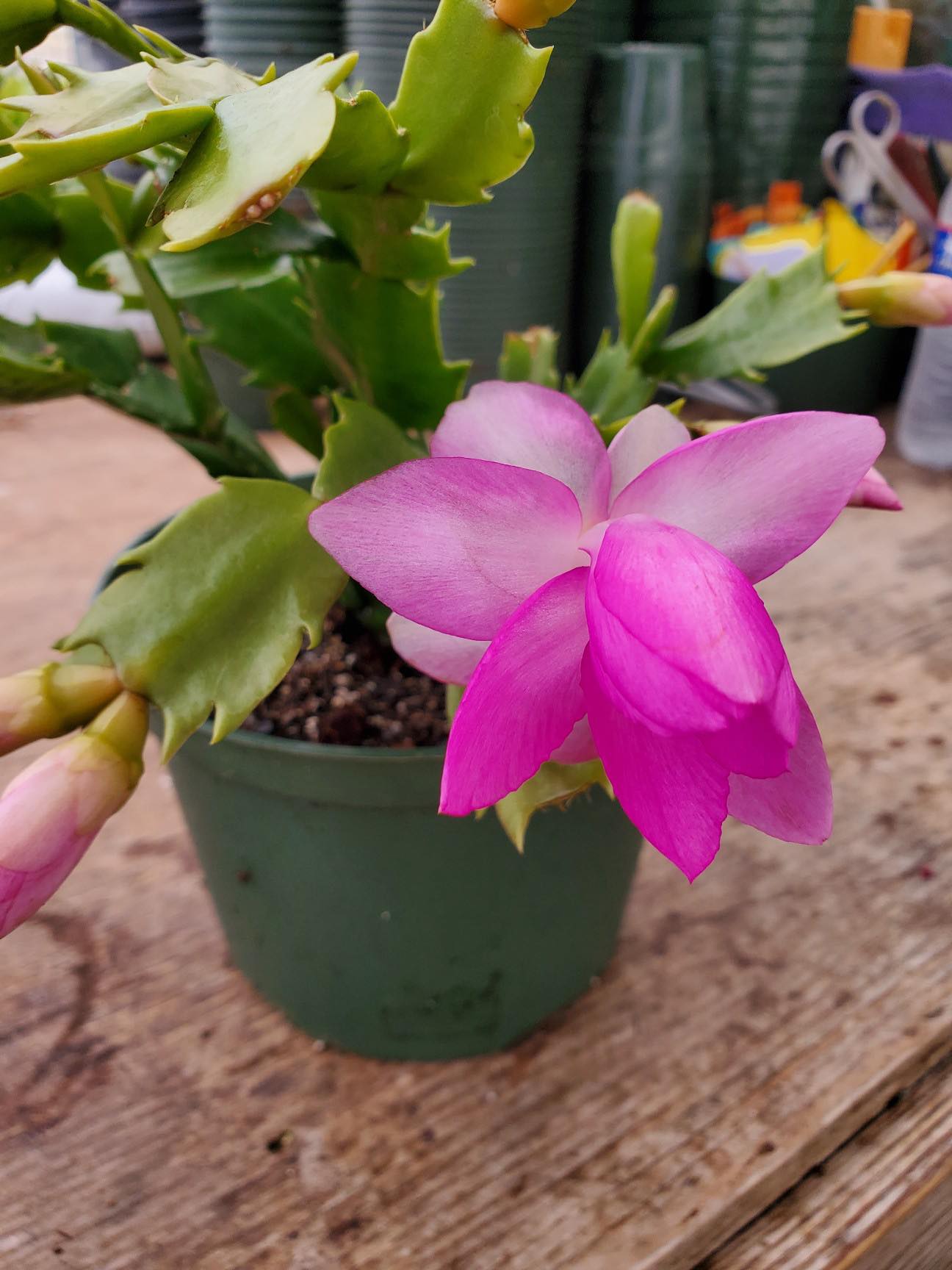 Schlumbergera x --Polka Christmas Cactus--