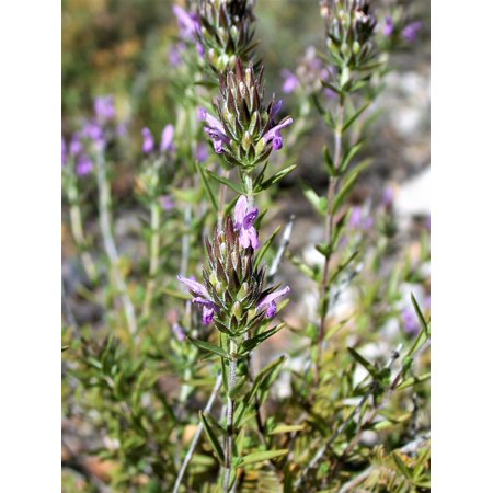 THYME 'Mediterranean Spiked' --Thymbra spicata--