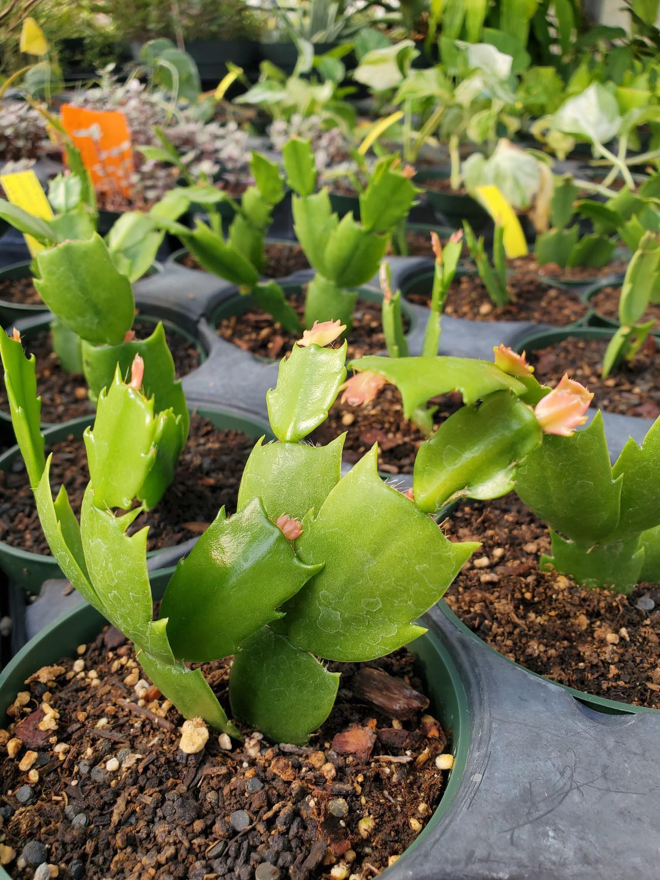Schlumbergera x --Polka Christmas Cactus--