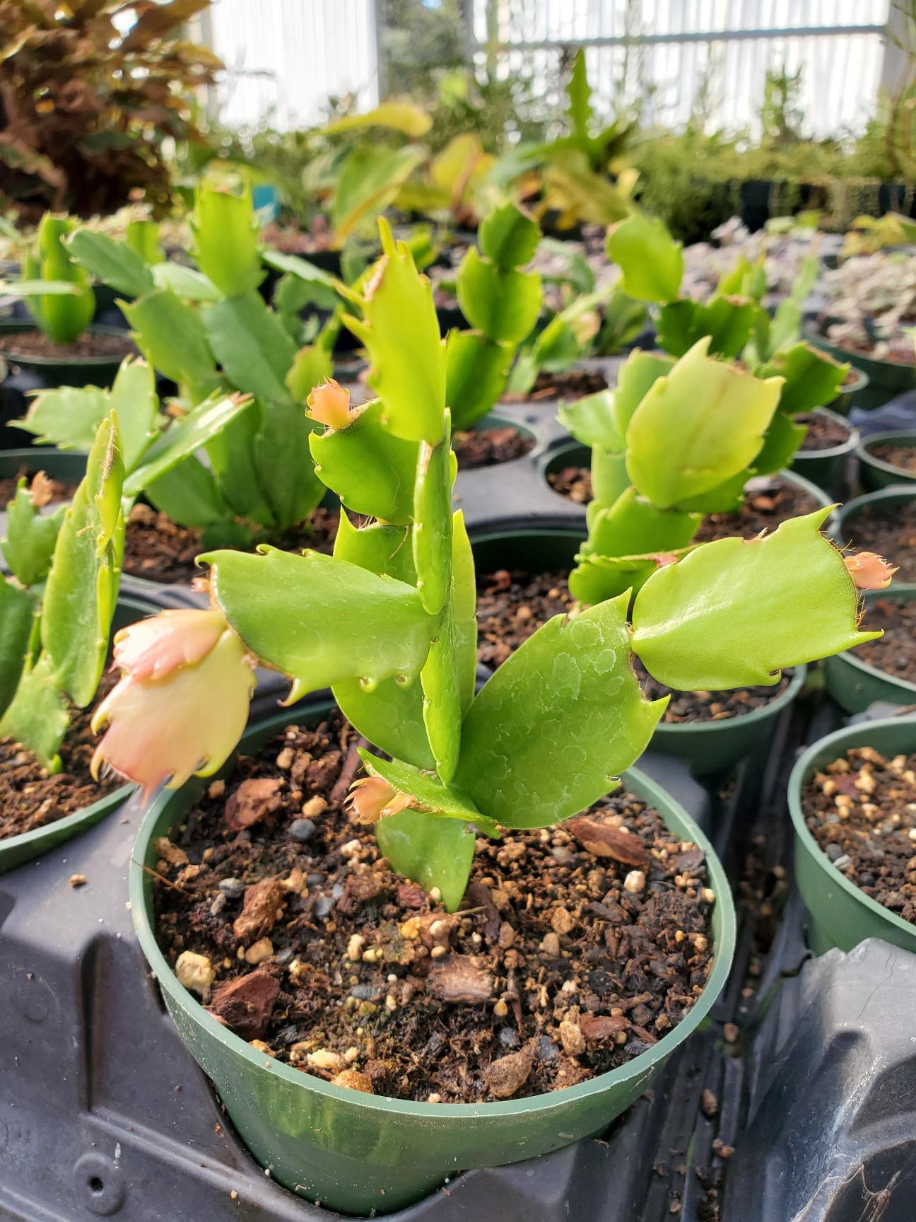 Schlumbergera x --Exotic Dancer Christmas Cactus--
