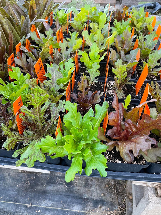 LETTUCE 'Camo Oakheart'