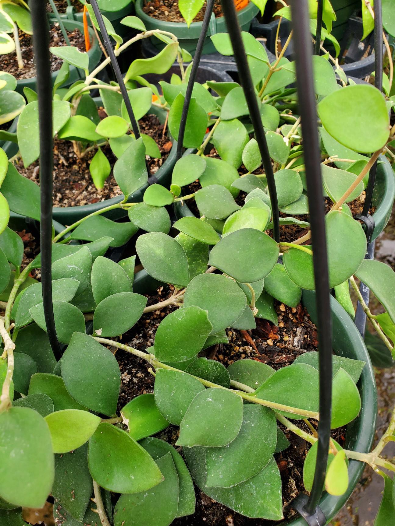 Hoya nummularioides