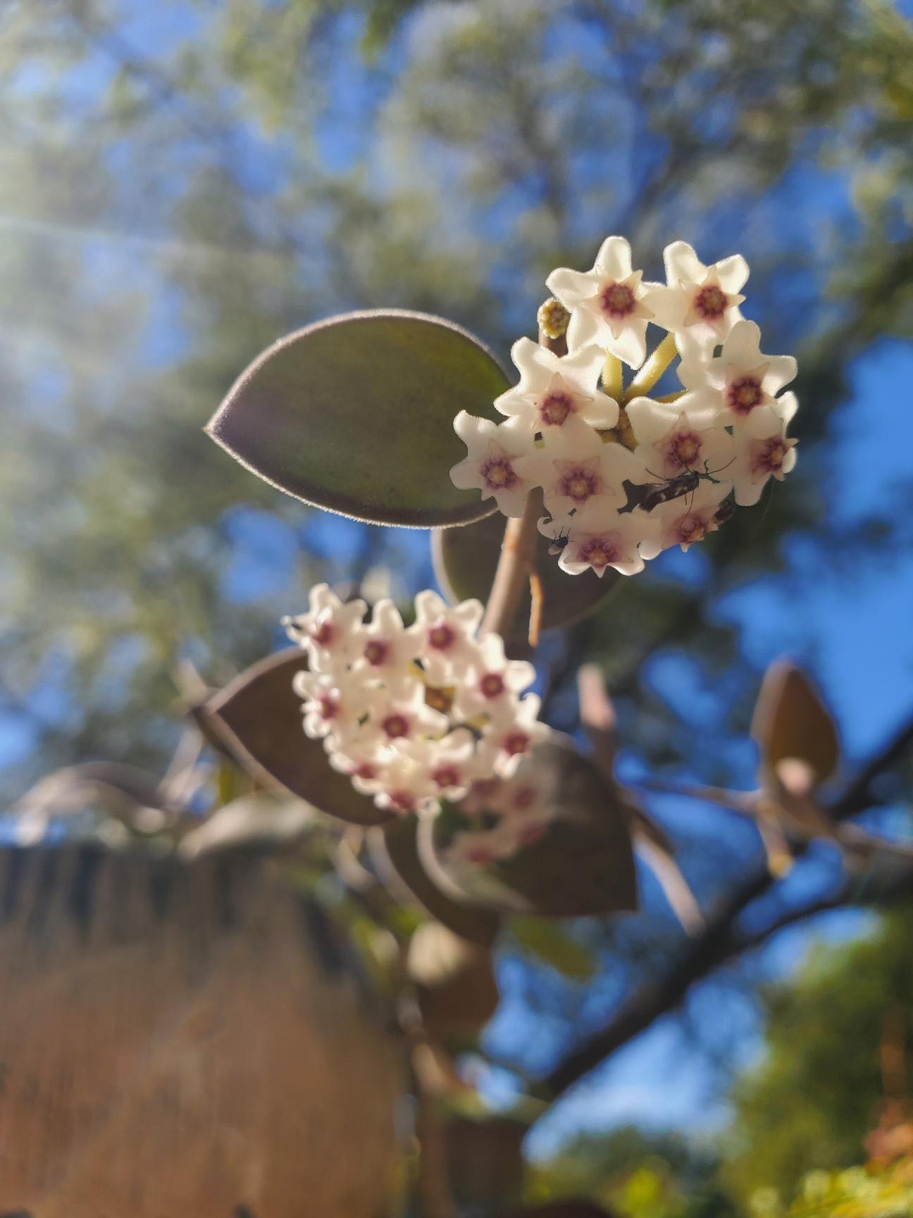 Hoya nummularioides