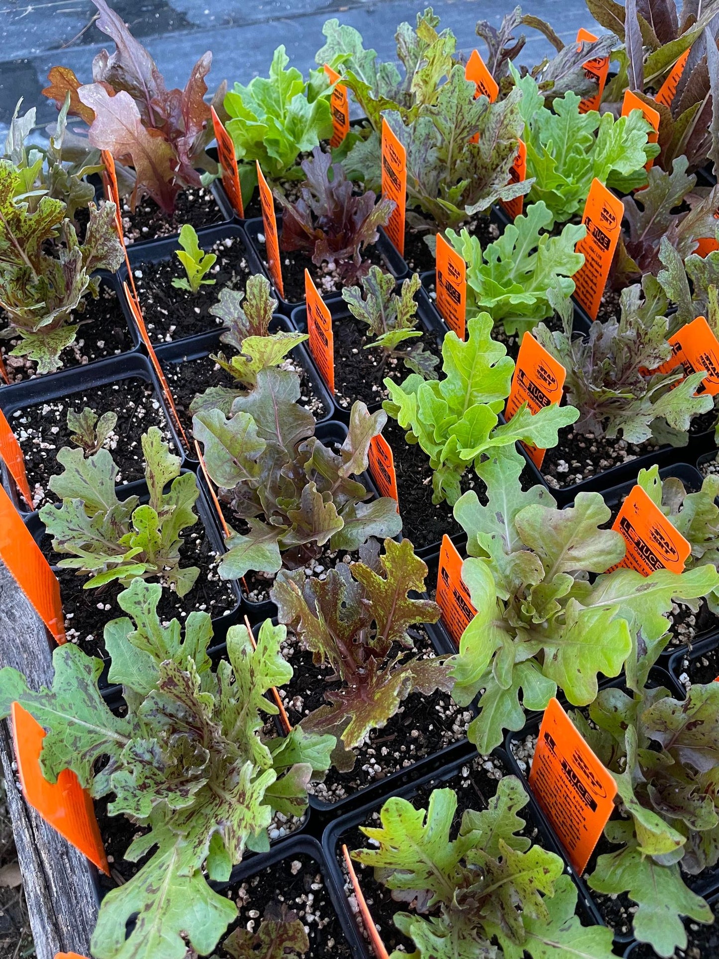 LETTUCE 'Camo Oakheart'