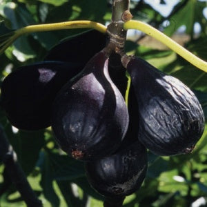 FIG 'Negronne' --Ficus carica--