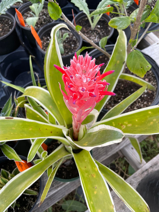 Bright orange agave-like plant with long slender leaves with spikes down both sides of each leaf
