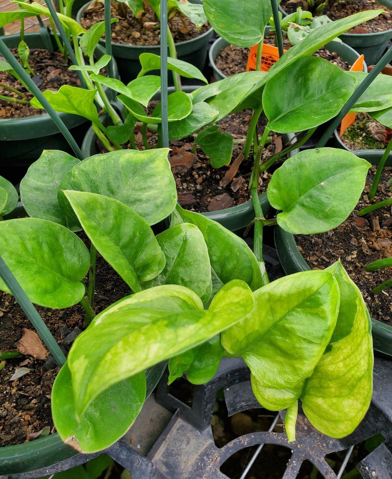 emerald pothos care Epipremnum aureum --Emerald Pothos--