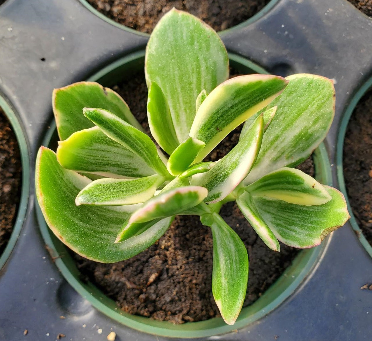 jade plant white leaves Crassula ovata 'Variegata' --White Variegated Jad