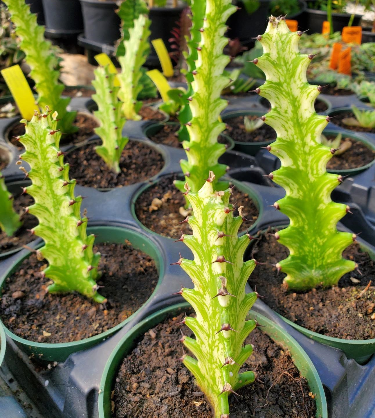 Euphorbia trigona 'Variegata'
