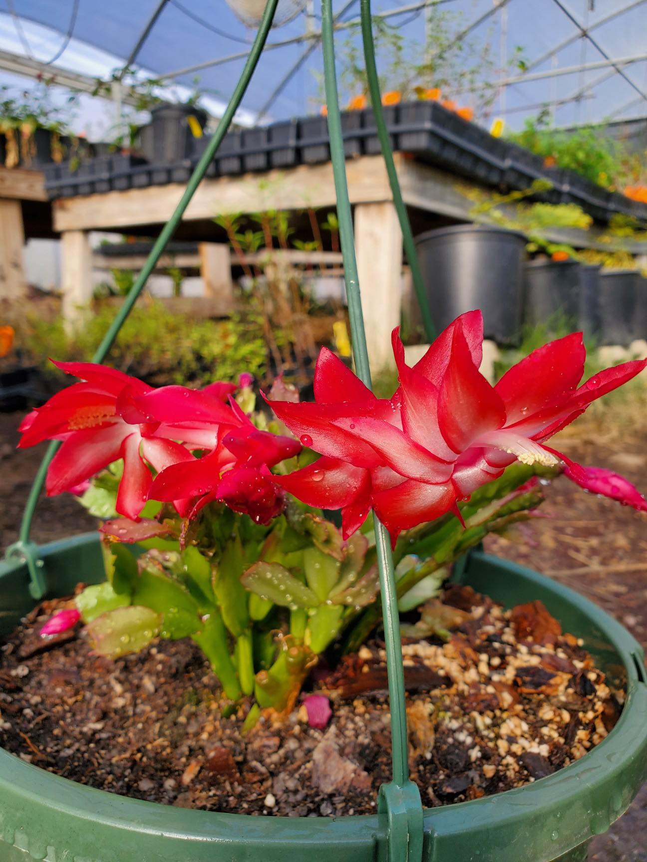 schlumbergera succulents Schlumbergera x --Exotic Dancer Christmas Cactus--
