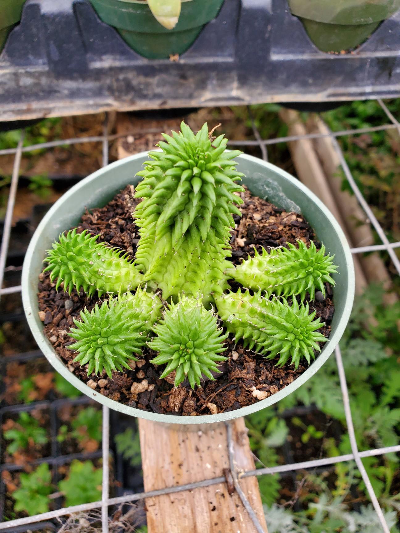 Euphorbia susannae --Suzanne's Spurge--