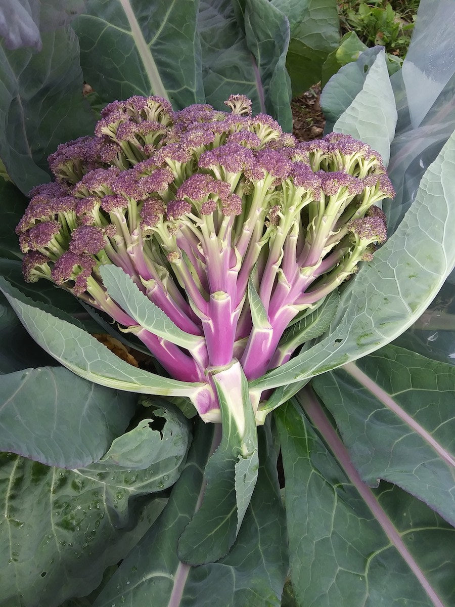 BROCCOLI 'Jacaranda'