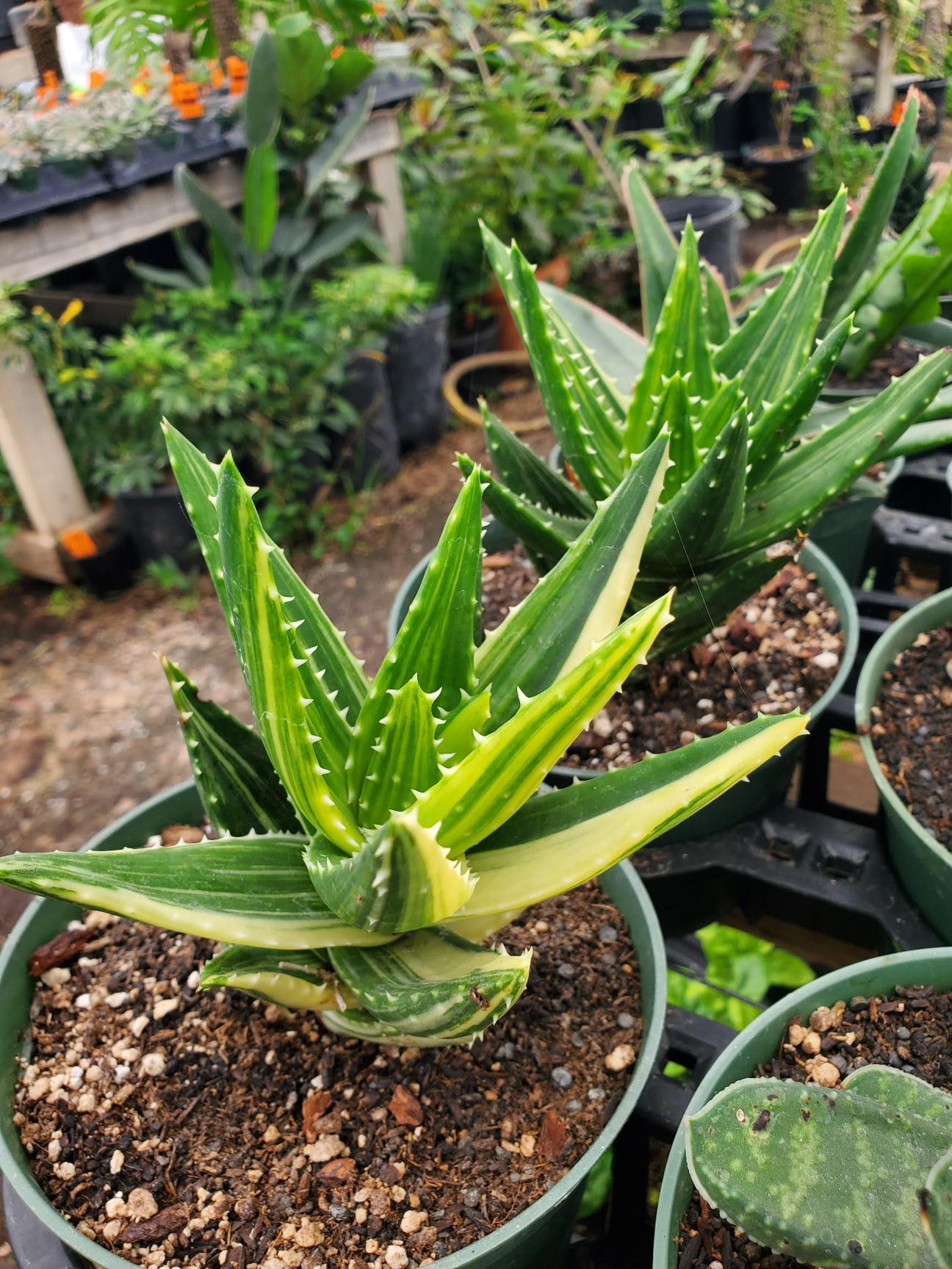 gold tooth aloe vera plant Aloe nobilis 'Variegata' --Variegated Gold-Tooth Aloe--