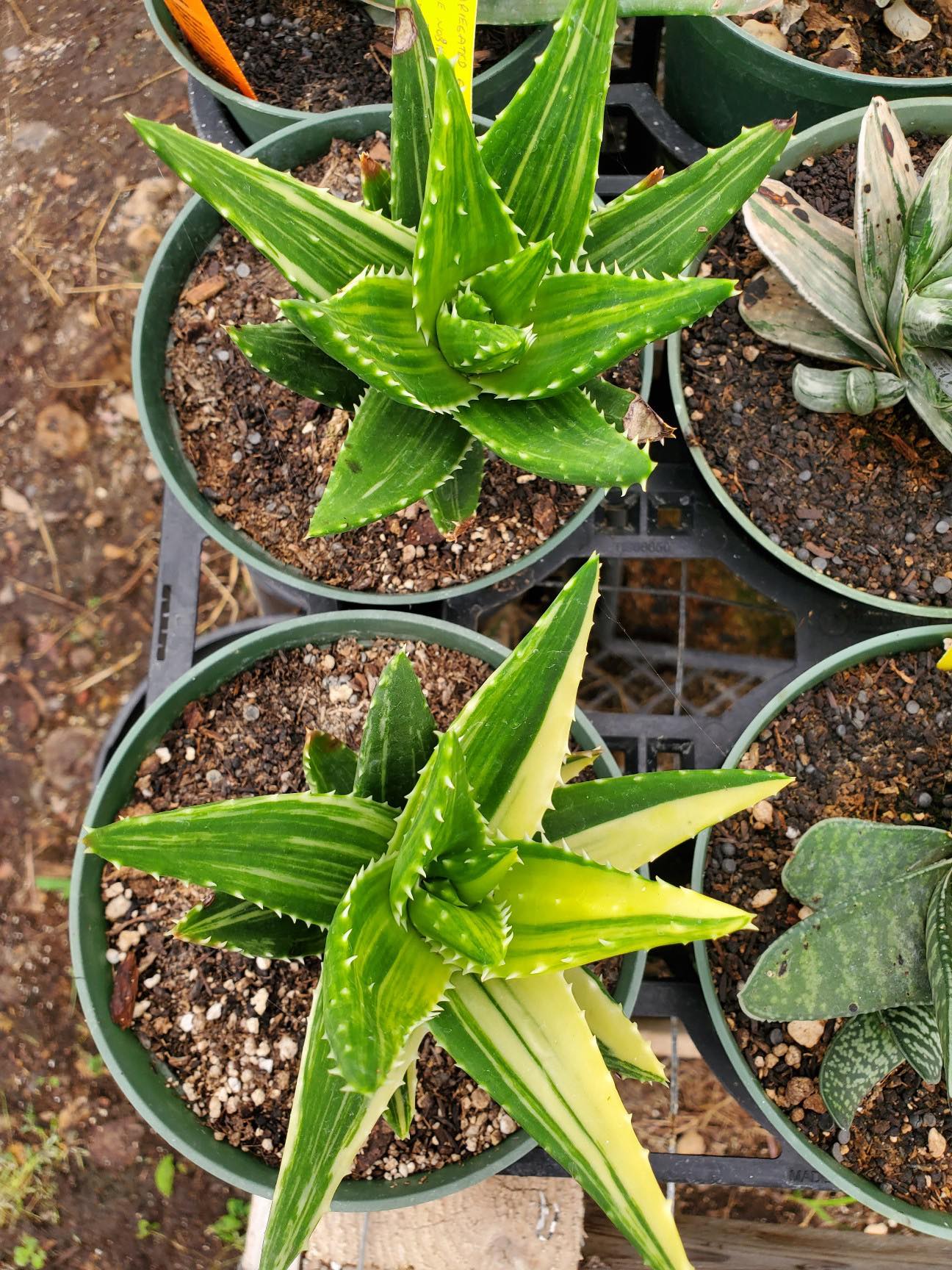 Aloe nobilis 'Variegata' --Variegated Gold-Tooth Aloe--
