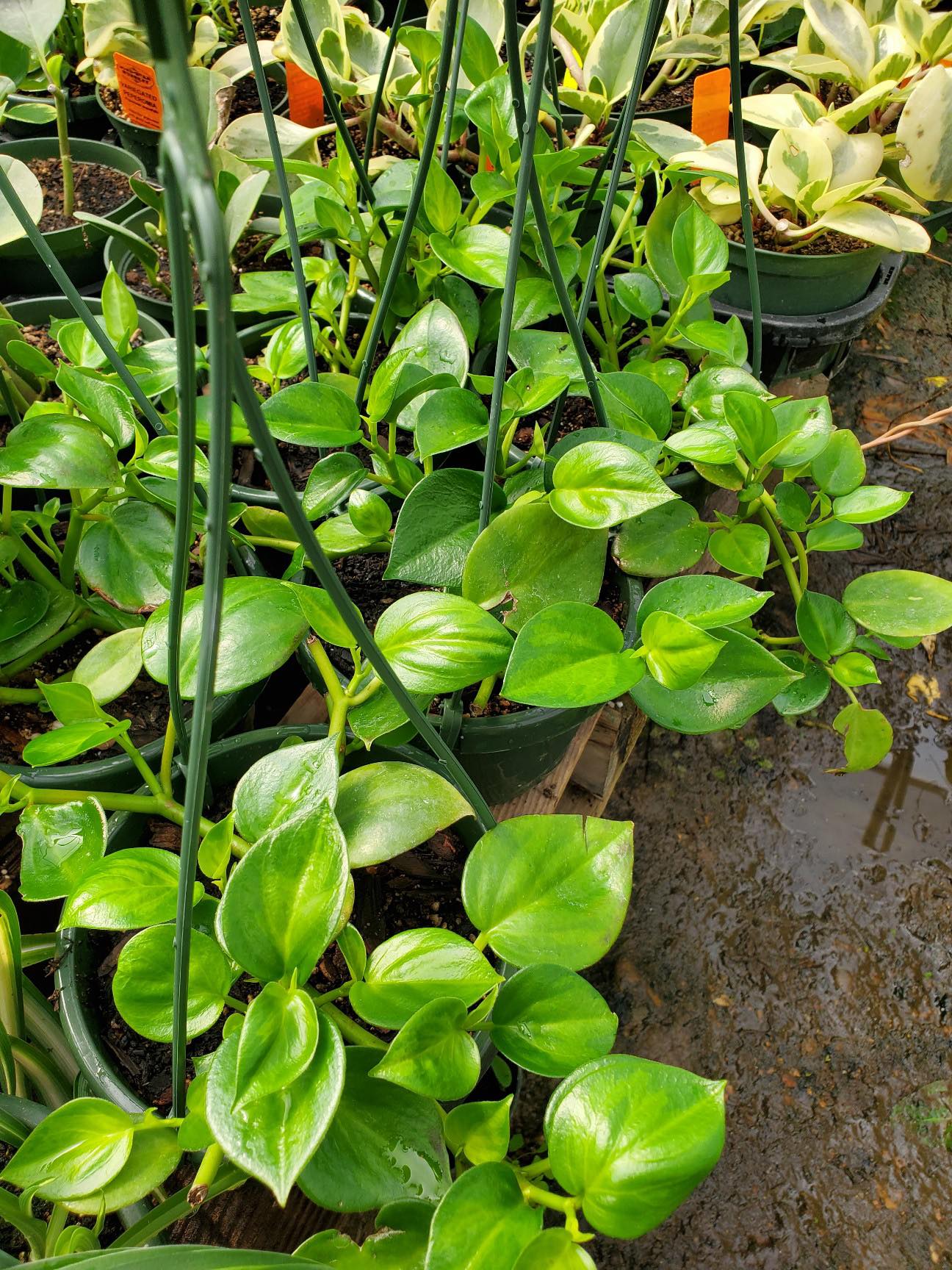peperomia philodendron Peperomia acuminata