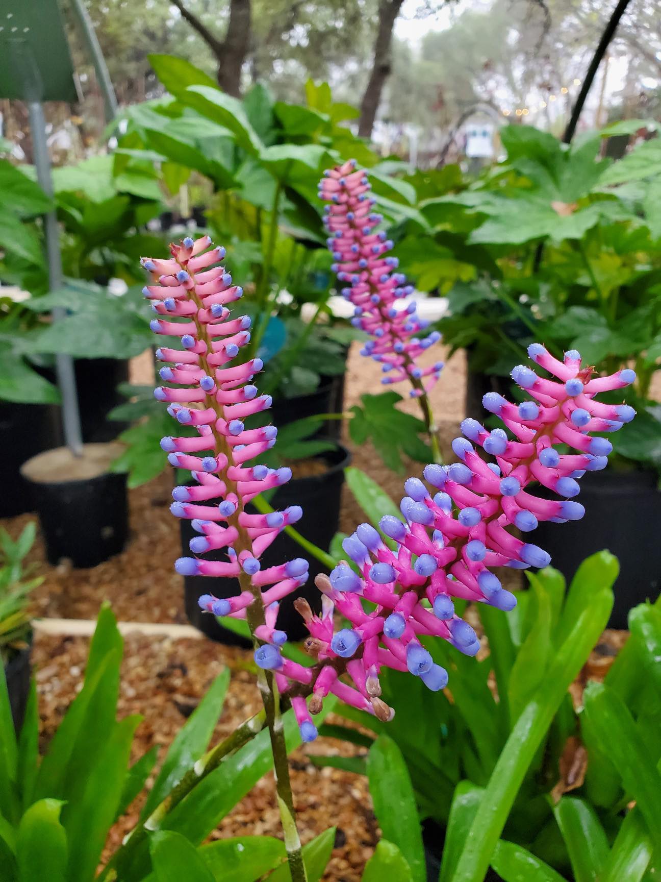 matchstick succulent Aechmea gamosepala --Matchstick Bromeliad--