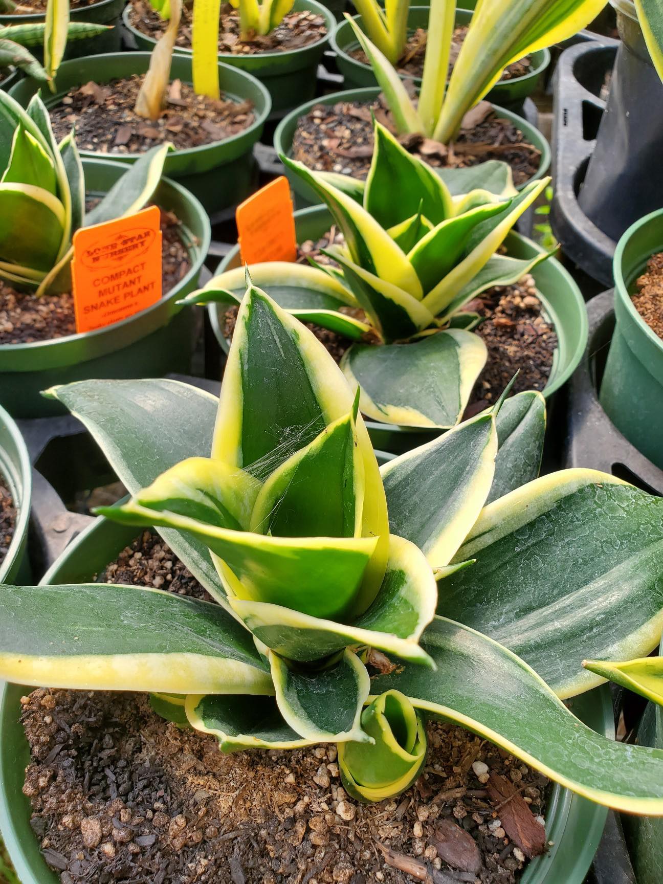 snake plant compacta Sansevieria x. --Compact Mutant Snake Plant--