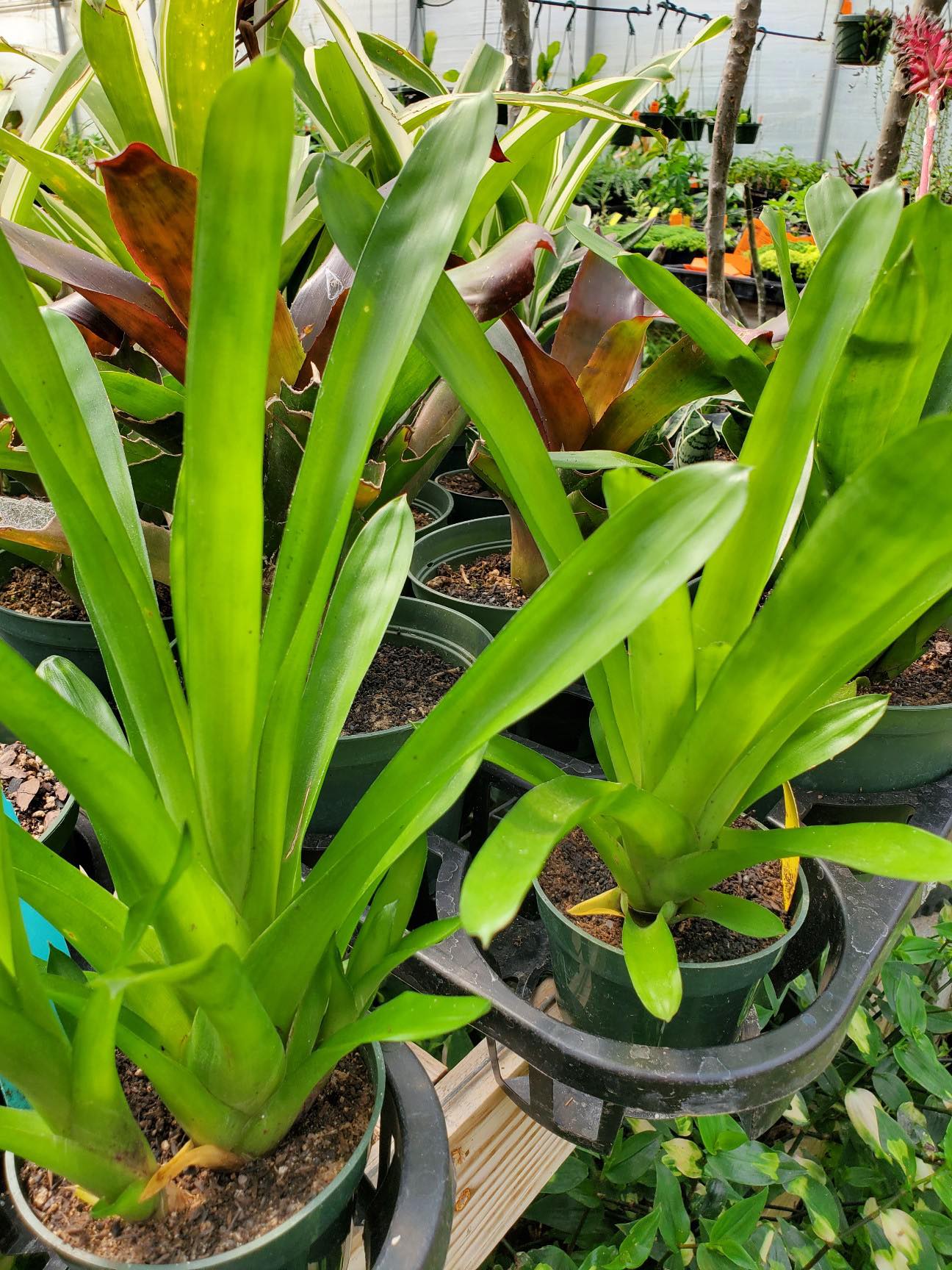 Aechmea gamosepala --Matchstick Bromeliad--