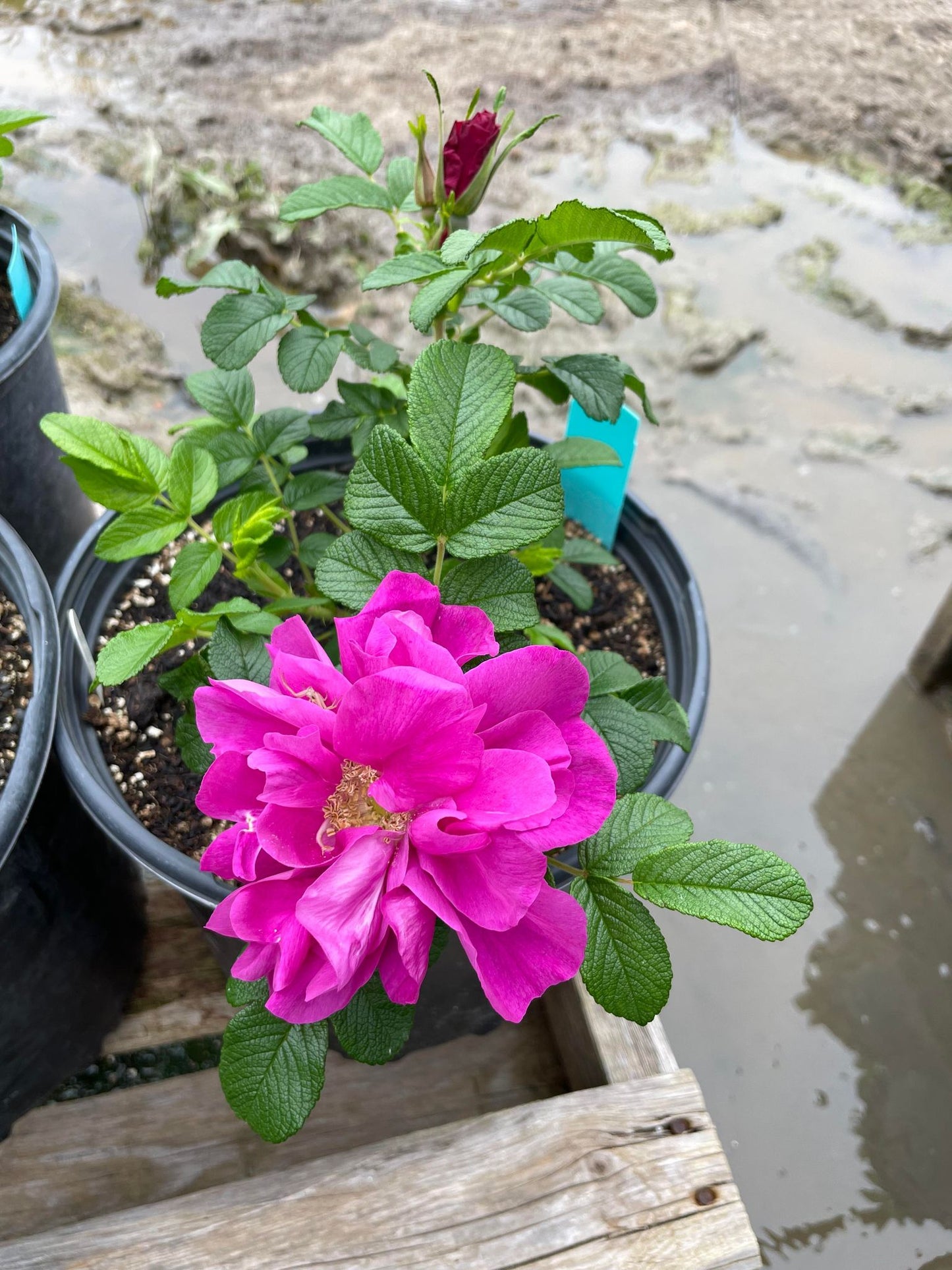 ROSE 'Dart's Dash' --Rosa rugosa--
