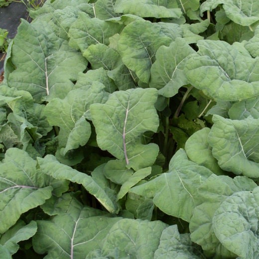 KALE 'Madeley Rounded Leaf'