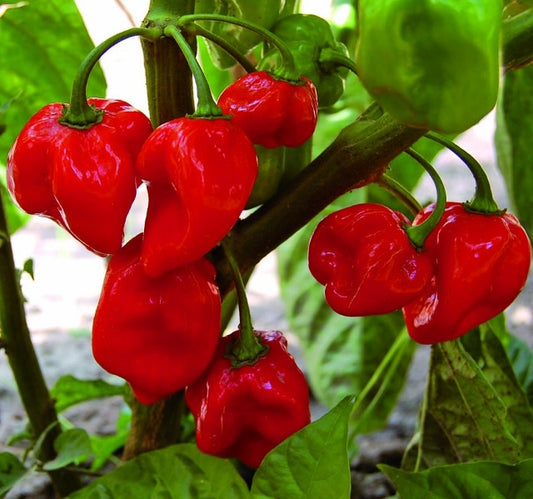 PEPPER 'West Indies Red Habanero'