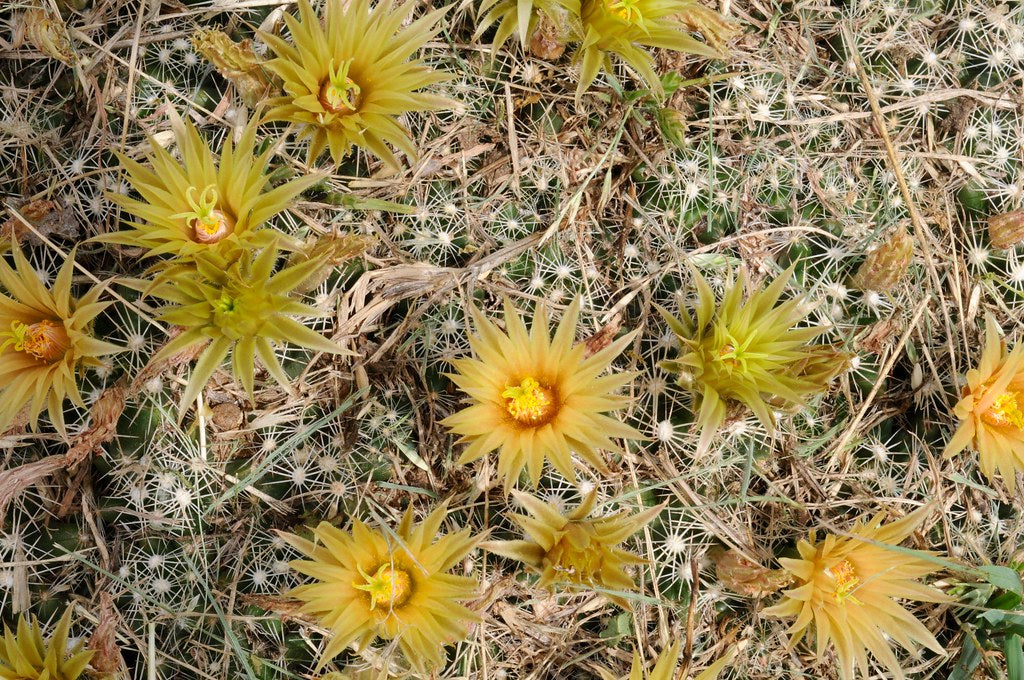 Escobaria missouriensis var. similis --Missouri Foxtail Cactus--