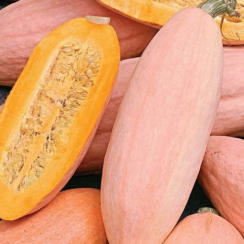 SQUASH 'Pink Banana'