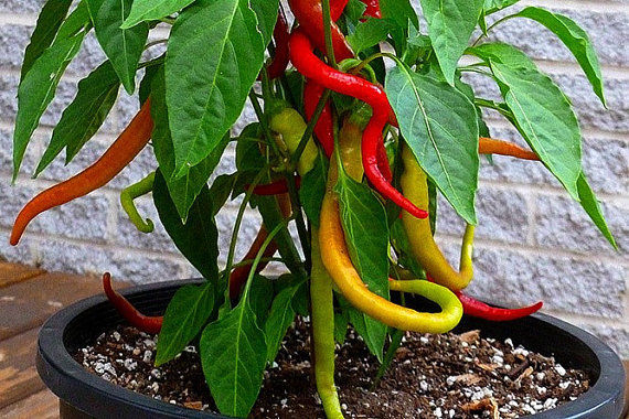 PEPPER 'Corbaci'