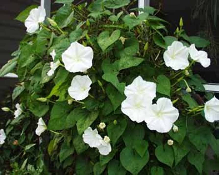 MORNING GLORY 'Night-Blooming' --Calonyction aculeatum--