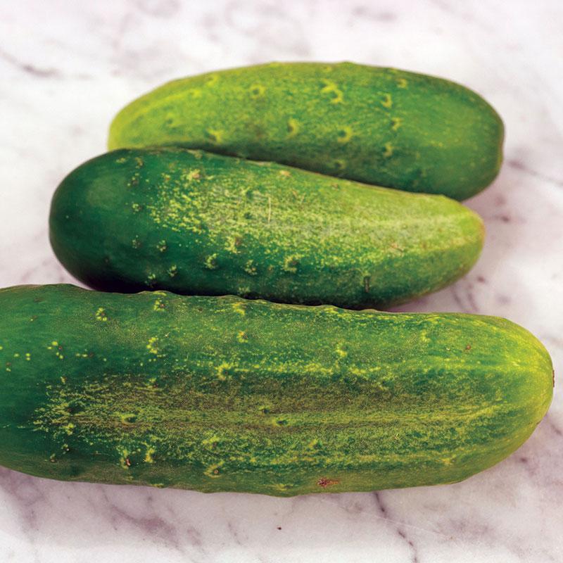 CUCUMBER 'Chicago Pickling'