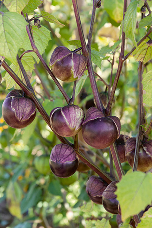 TOMATILLO 'Really Purple'