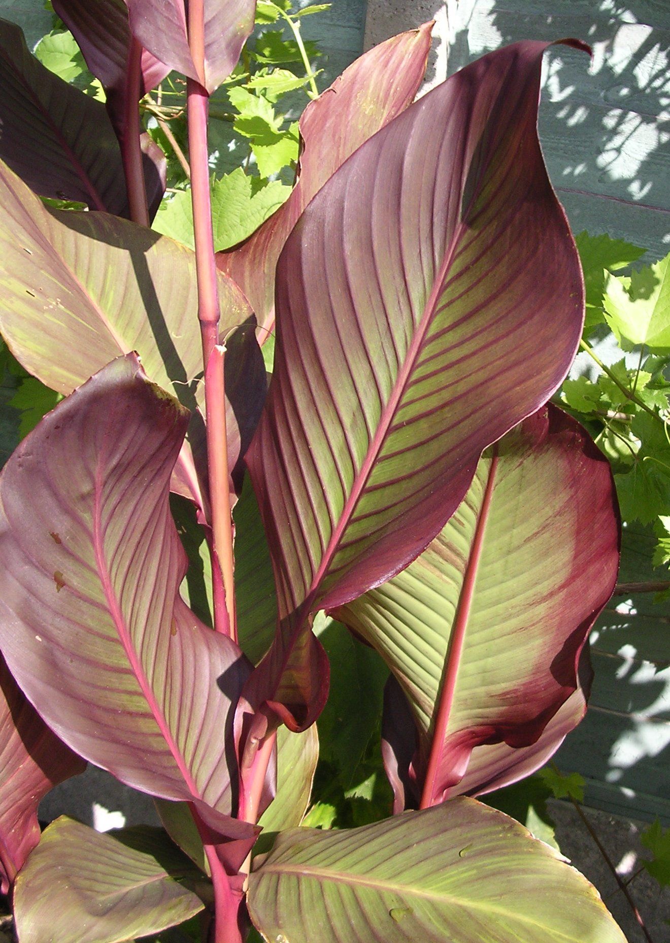 CANNA 'Achira' --Canna edulis--