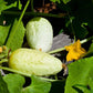 CUCUMBER 'Boothby's Blonde'