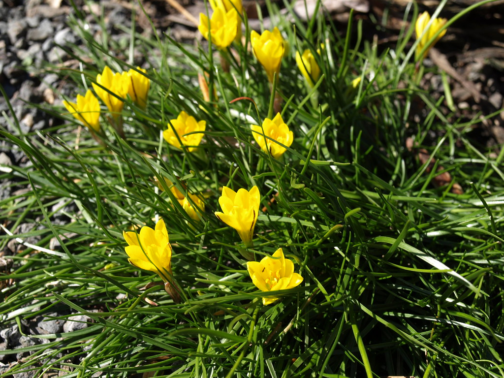 Nothoscordum sellowianum --False Yellow Crocus--