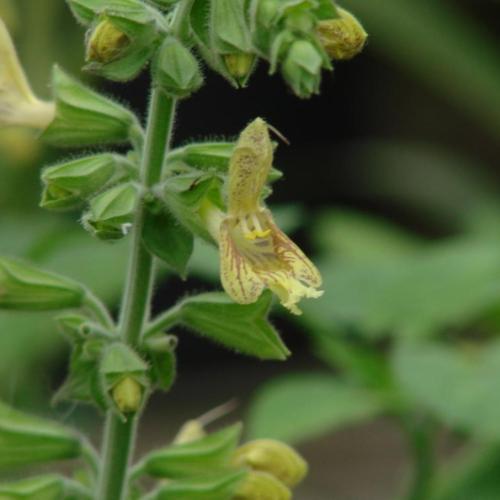 Salvia nubicola 'CC6306' --Himalayan Cloud Sage--