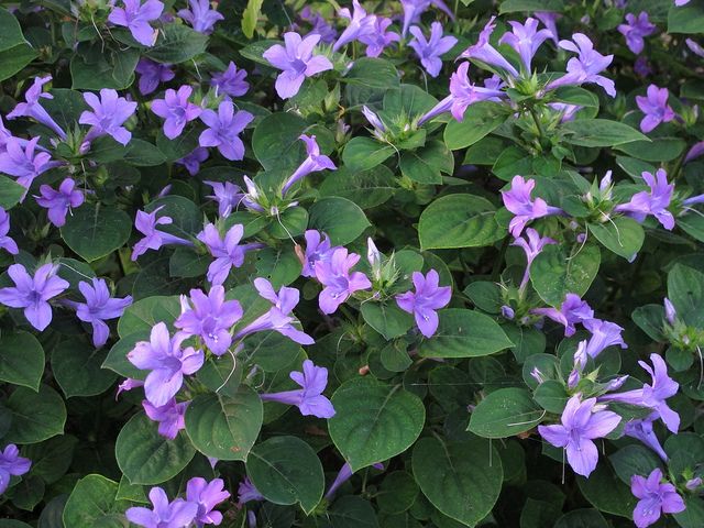 Barleria cristata --Philippine Violet--